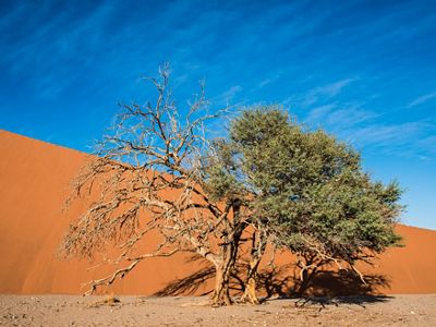 A tree that looks half dead and half alive in front of a sand dune in the desert of Sossusvlei, Namibia.