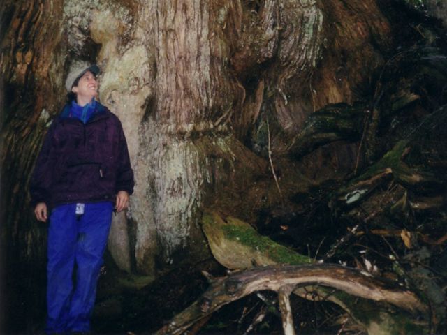 a woman stands under a huge tree trunk and looks up toward the branches.