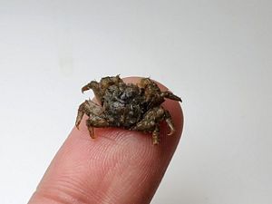 The small crab fits on a finger tip.