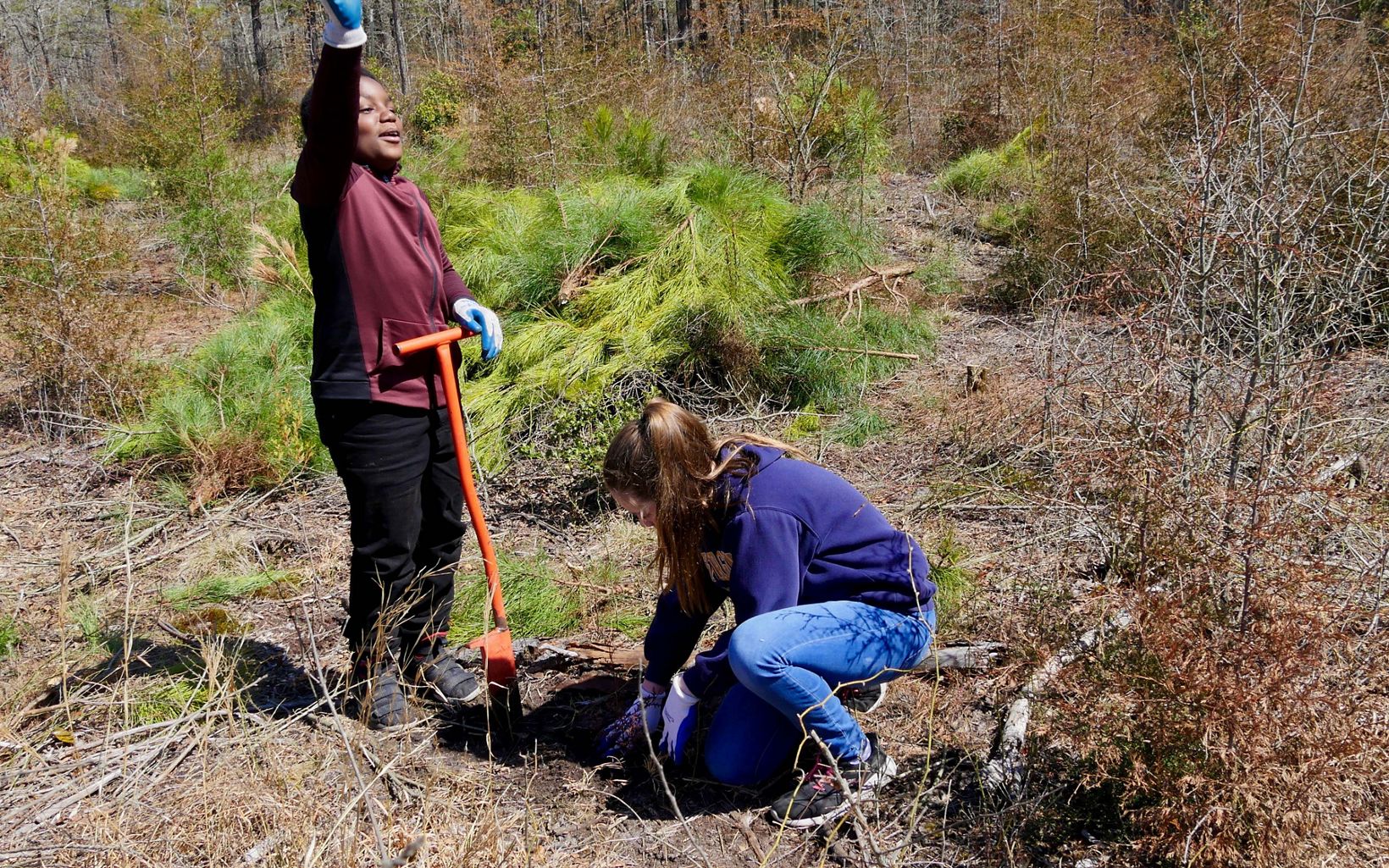 Two students work together to plant Atlantic white cedar seedlings at Maryland's Nassawango Creek Preserve.