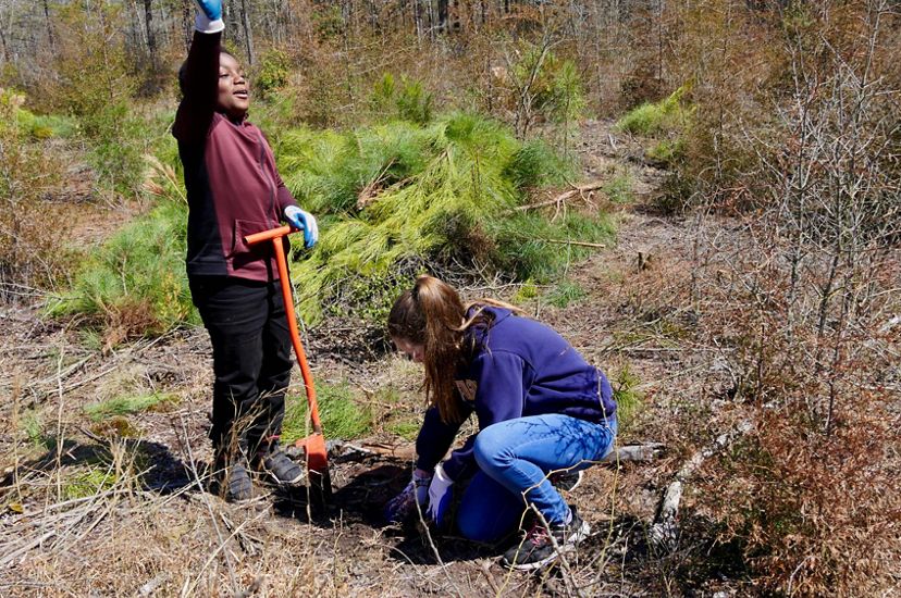 Two students work together to plant a tree seedling. One holds the dibble bar used to create a hole; the second crouches on the ground planting the tree. 