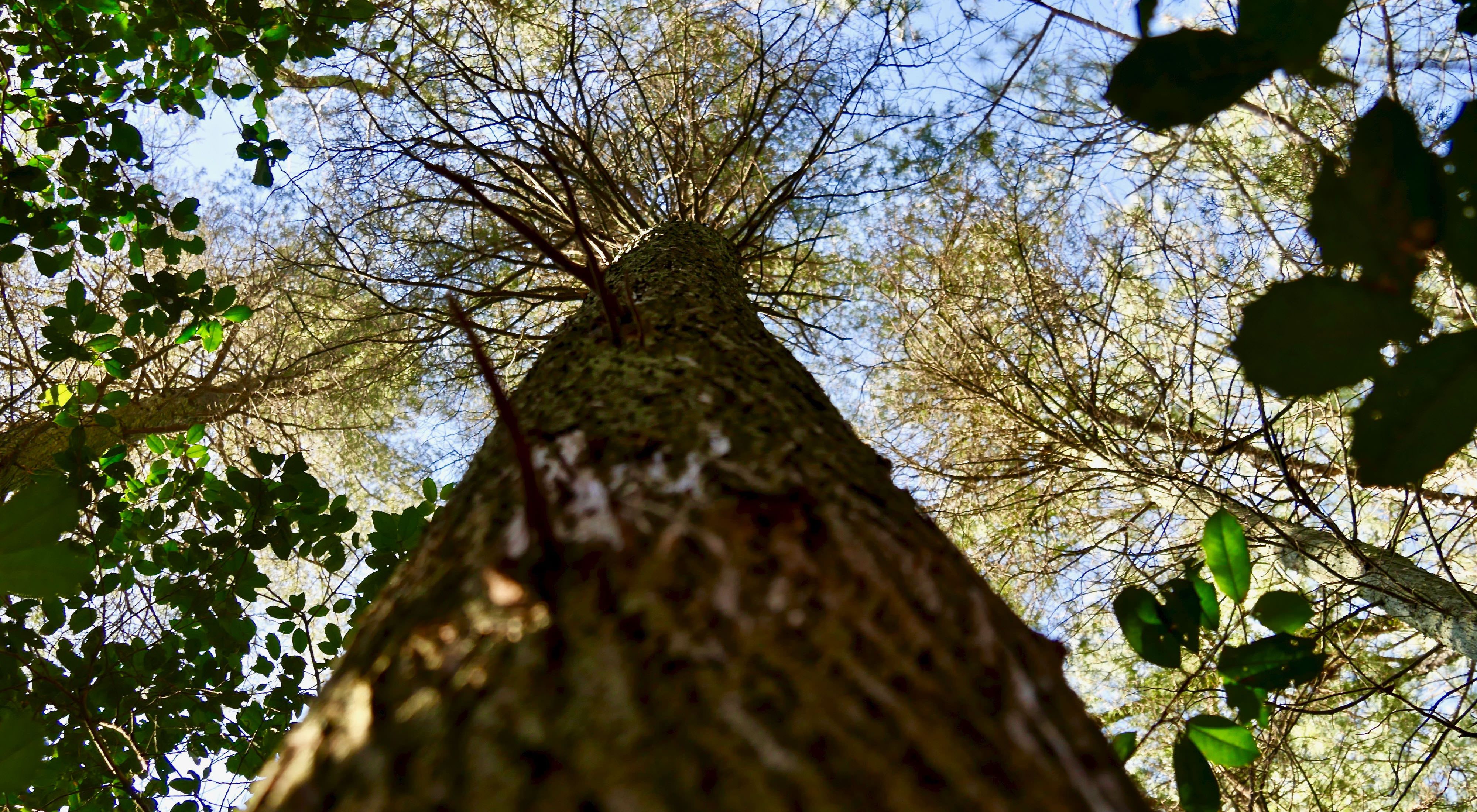 Looking up along the rough bark of an Atlantic White cedar tree into the spreading branches of its crown.