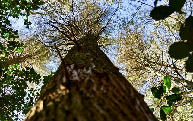Looking up into the canopy of a towering, mature Atlantic white cedar tree.