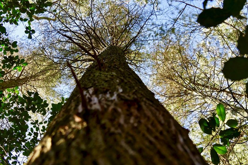 Looking up into the canopy of a towering, mature Atlantic white cedar tree.
