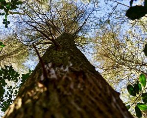 Looking up along the rough bark of an Atlantic white cedar tree into the spreading branches of its crown.