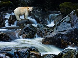 A Kermode bear or “spirit bear” on Gribbell Island in the Great Bear Rainforest of Canada, much of which is now protected or dedicated to sustainable management by First Nations communities.