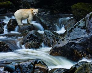 A Kermode bear or “spirit bear” on Gribbell Island in the Great Bear Rainforest of Canada, much of which is now protected or dedicated to sustainable management by First Nations communities.