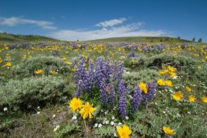 Native plants and wildflowers in a field.