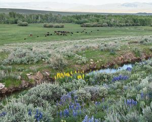 Native grasses and flowers in a field with a small stream running through it and livestock grazing in the distance.