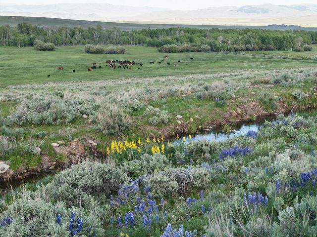 Sagebrush in field.