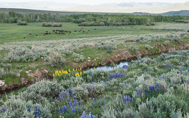 A lush landscape with colorful wildflowers, sagebrush, grasses, and a stream. Cattle graze on the pasture in the distance. 