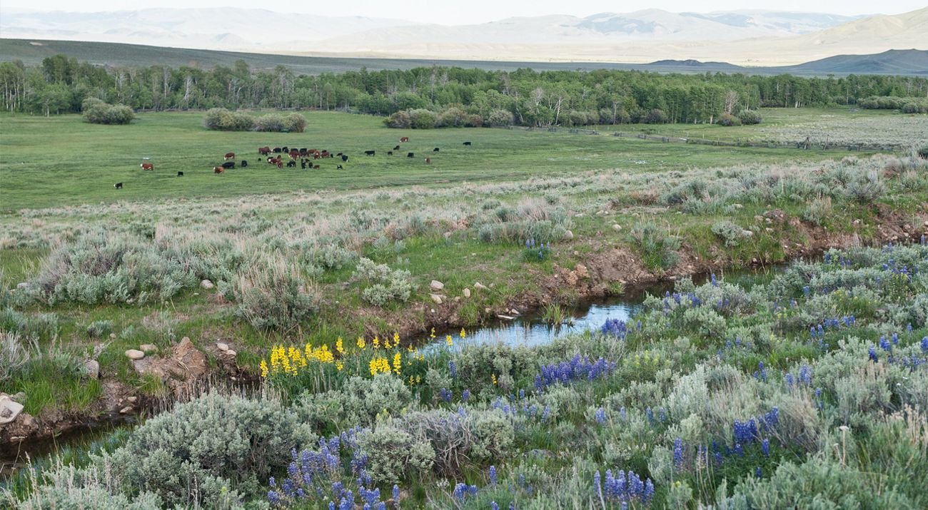 An aerial flyover of purple sagebrush on a low hill.