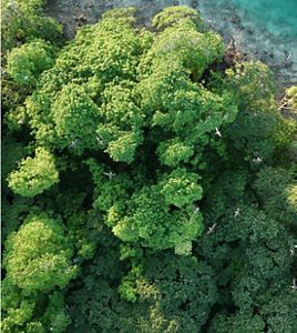 An aerial image features birds flying over a thick tree canopy.