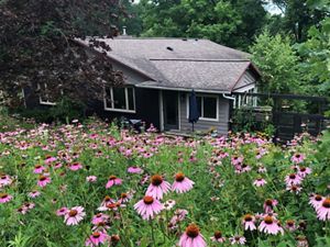 A house sits among a field of purple coneflowers. 