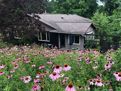 A house sits among a field of purple coneflowers.