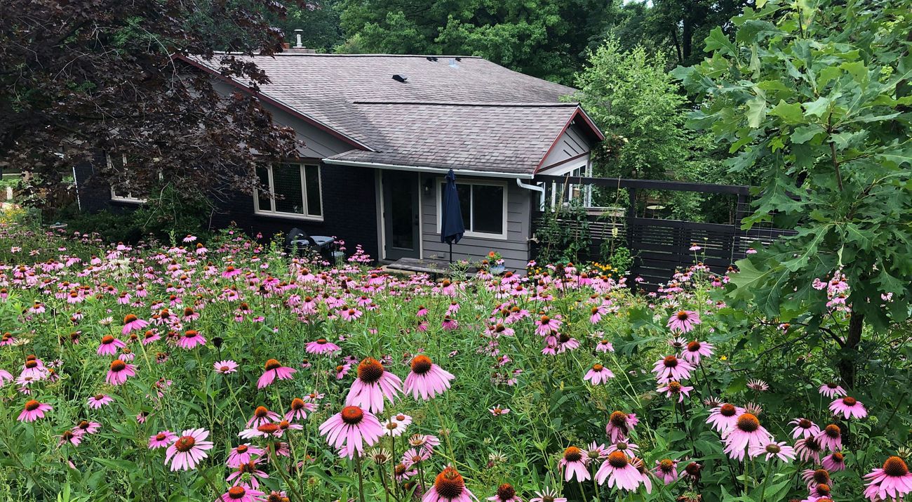 A house sits among a yard of purple coneflowers.