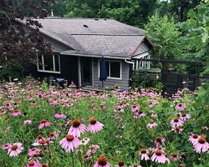 A house sits among a field of purple coneflowers.