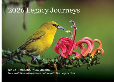 A bright bird with a curved beak perches on a flowering branch with stamens and curled blossoms.