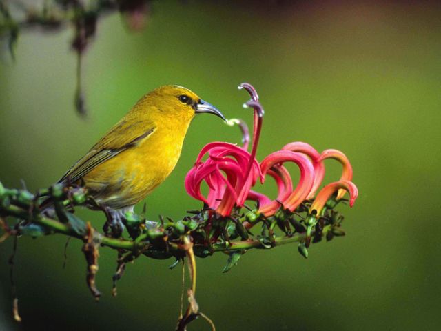 An 'amakihi, a small yellow bird with a curved beak that is native to Hawaii, perches on the stem of a flower with curved pink petals.