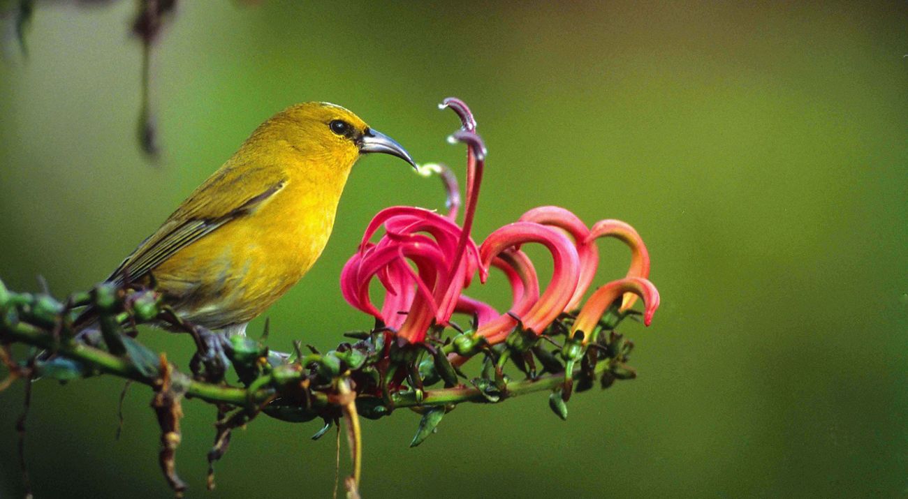 A bright bird with a curved beak perches on a flowering branch with stamens and curled blossoms.