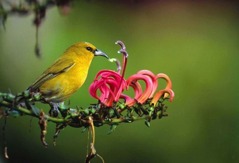 A bright bird with a curved beak perches on a flowering branch with stamens and curled blossoms.