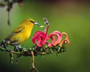 A bright bird with a curved beak perches on a flowering branch with stamens and curled blossoms.