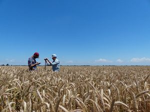 TNC scientist Rodd Kelsey and NatureNet Fellow Stephen Wood collecting soil samples.