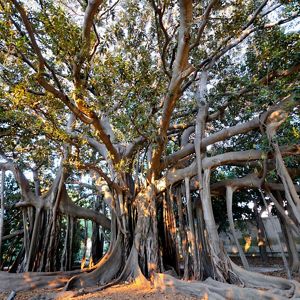 a moreton bay fig tree with sprawling roots & branches