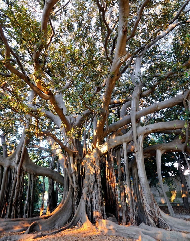 a moreton bay fig tree with sprawling roots & branches