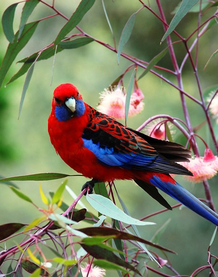 close up view of colorful red and blue bird on branch