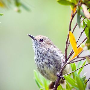 close up of small brown bird on a branch