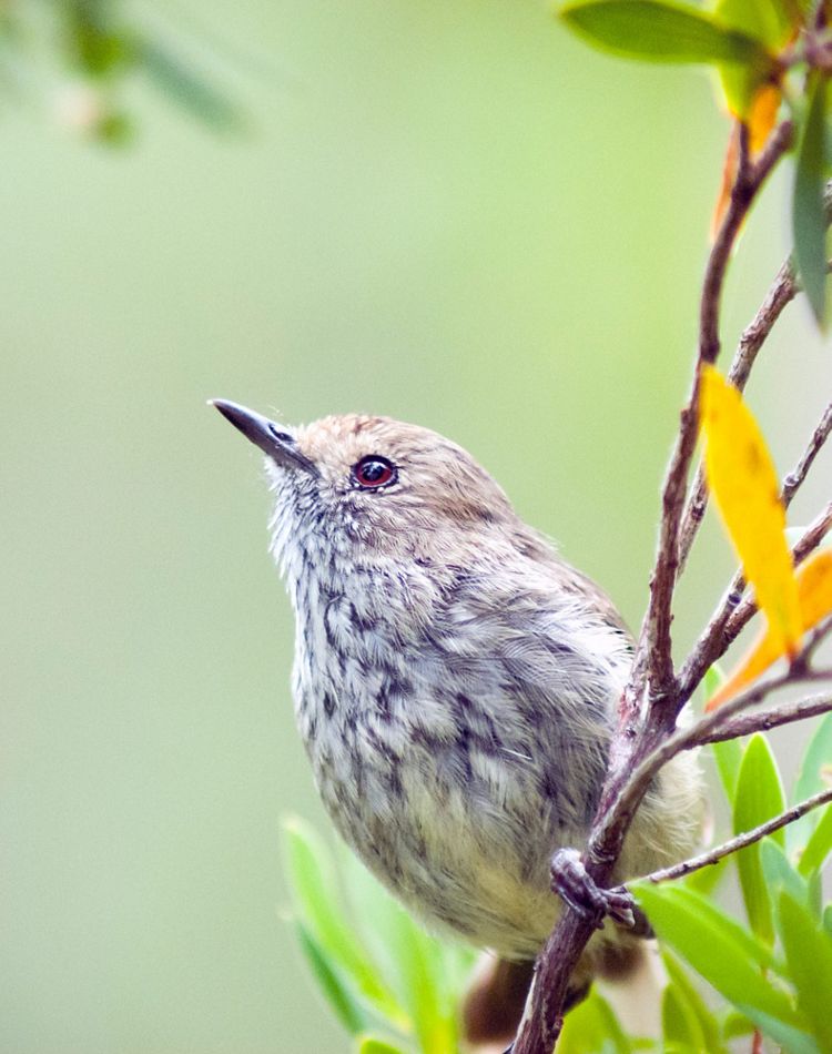 close up of small brown bird on a branch