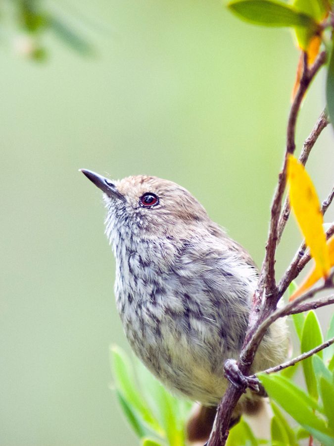 close up of small brown bird on a branch