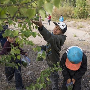 A young boy collecting leaves reaches for a tree branch