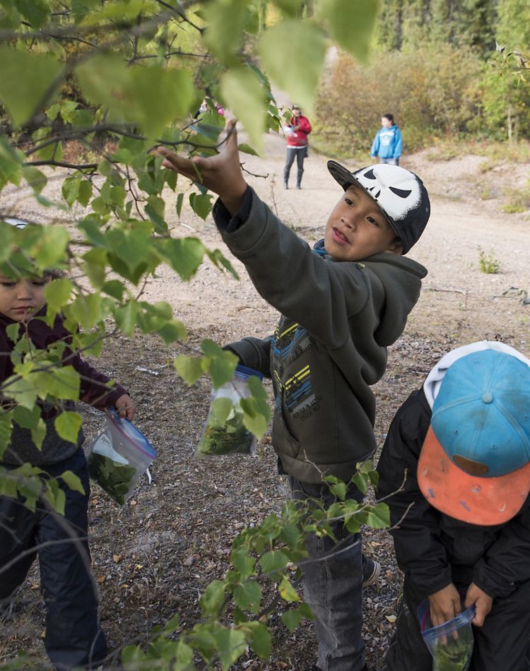 A young boy collecting leaves reaches for a tree branch