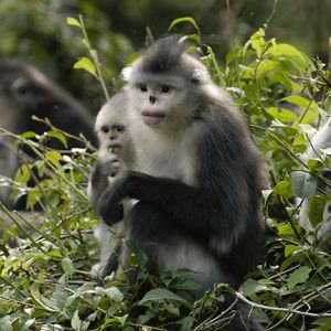 two yunnan golden monkeys in greenery
