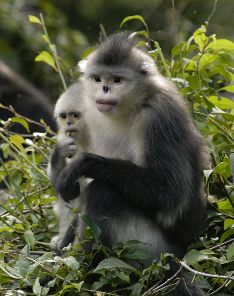two yunnan golden monkeys in greenery