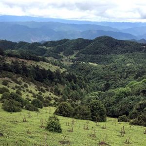 mountainous view with reforested area in foreground