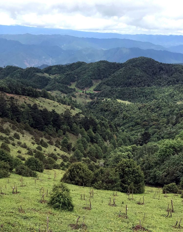 mountainous view with reforested area in foreground