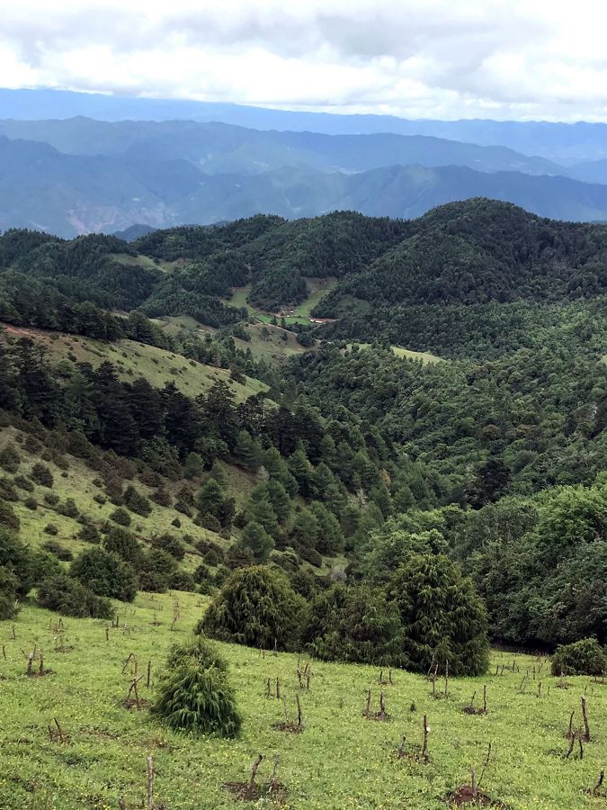 mountainous view with reforested area in foreground