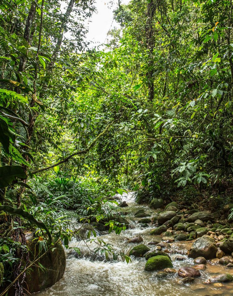 an overgrown forest surrounding a small, rocky stream