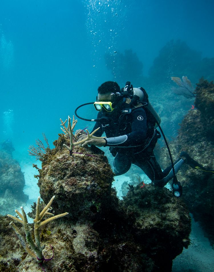 a scuba diver repairs a piece of coral underwater