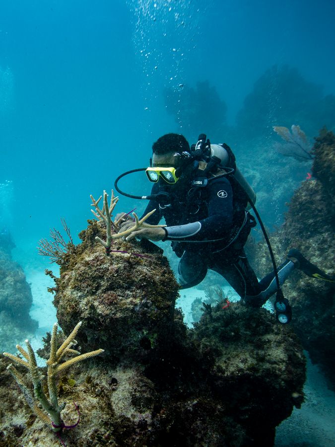 Underwater Scuba Diver Explore And Enjoy Coral Reef Sea Life Stock Photo -  Download Image Now - iStock