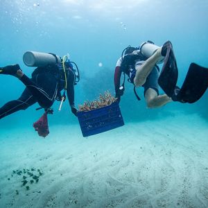 two scuba divers carry a basket of coral pieces