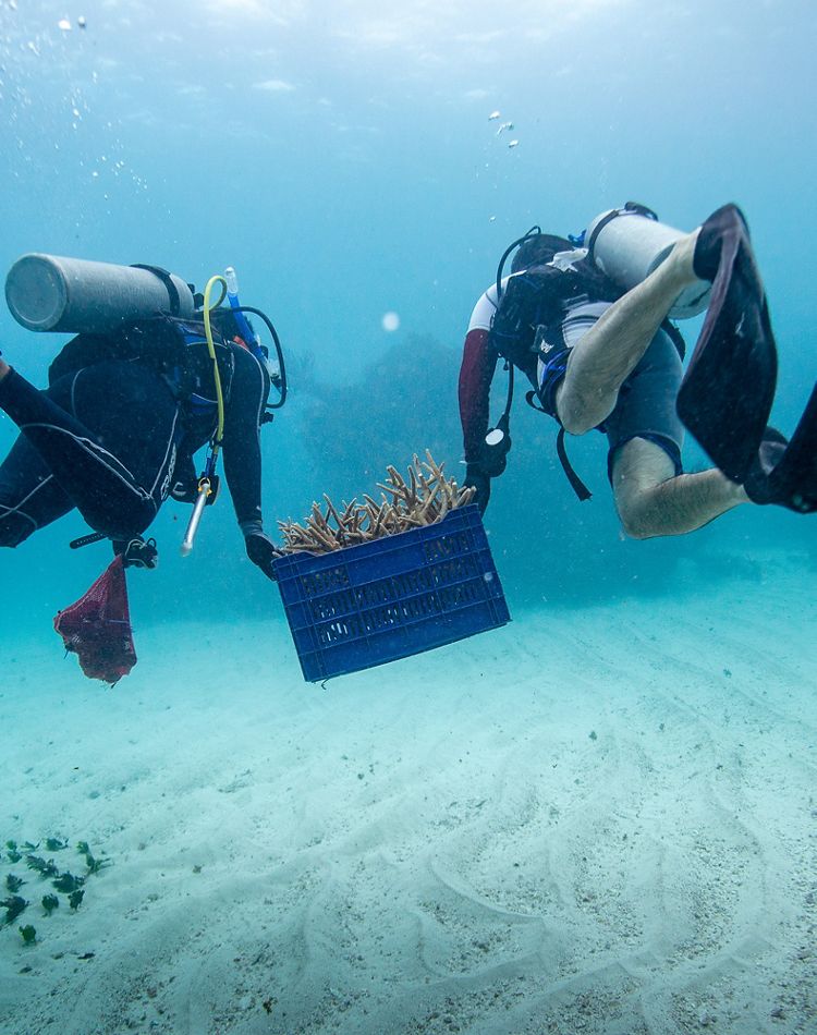 two scuba divers carry a basket of coral pieces