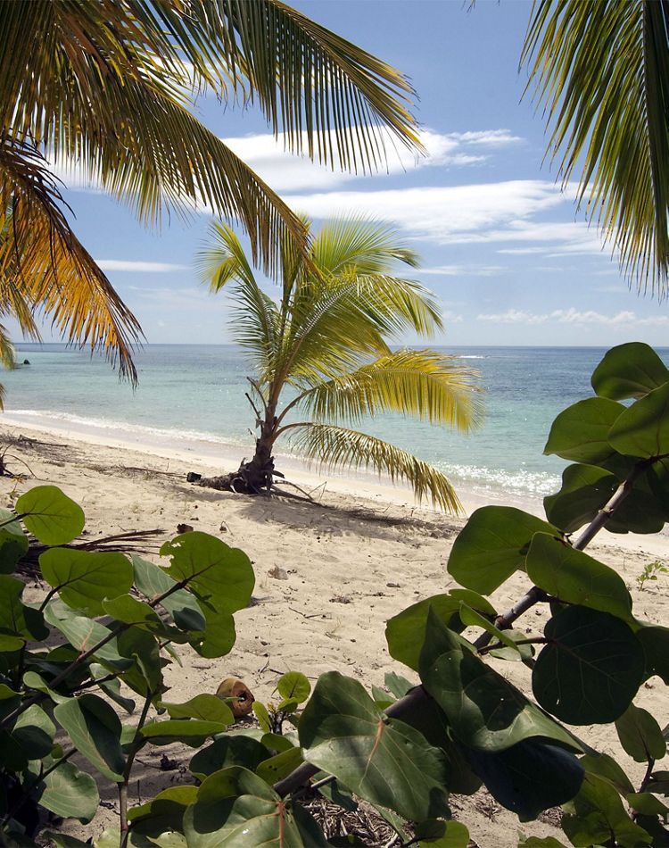 palm trees on a sandy beach with blue water