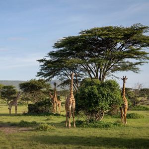 four giraffes stand in a grassland near acacia trees