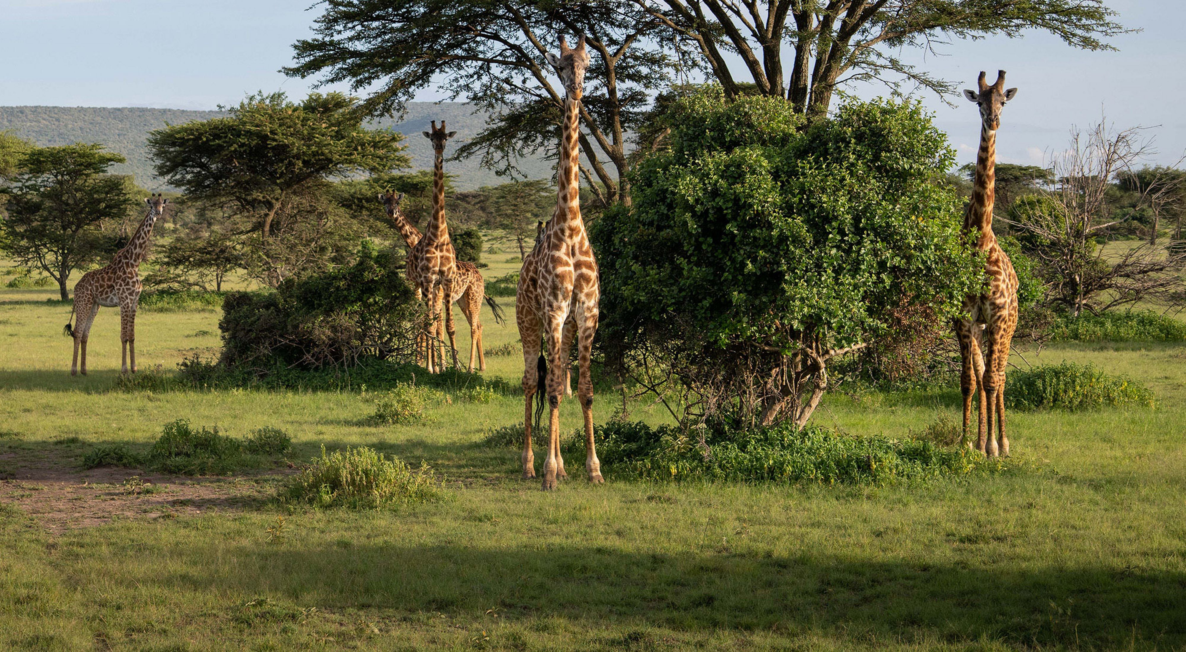 Giraffes roam Kenya's Pardamat Conservation Area.