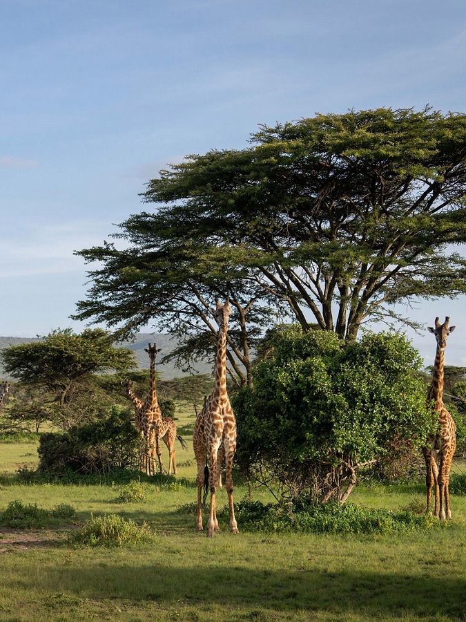 four giraffes stand in a grassland near acacia trees