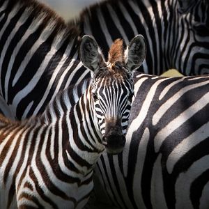 close up of young zebra staring into camera